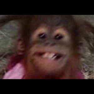 Meet your Posher, Allie